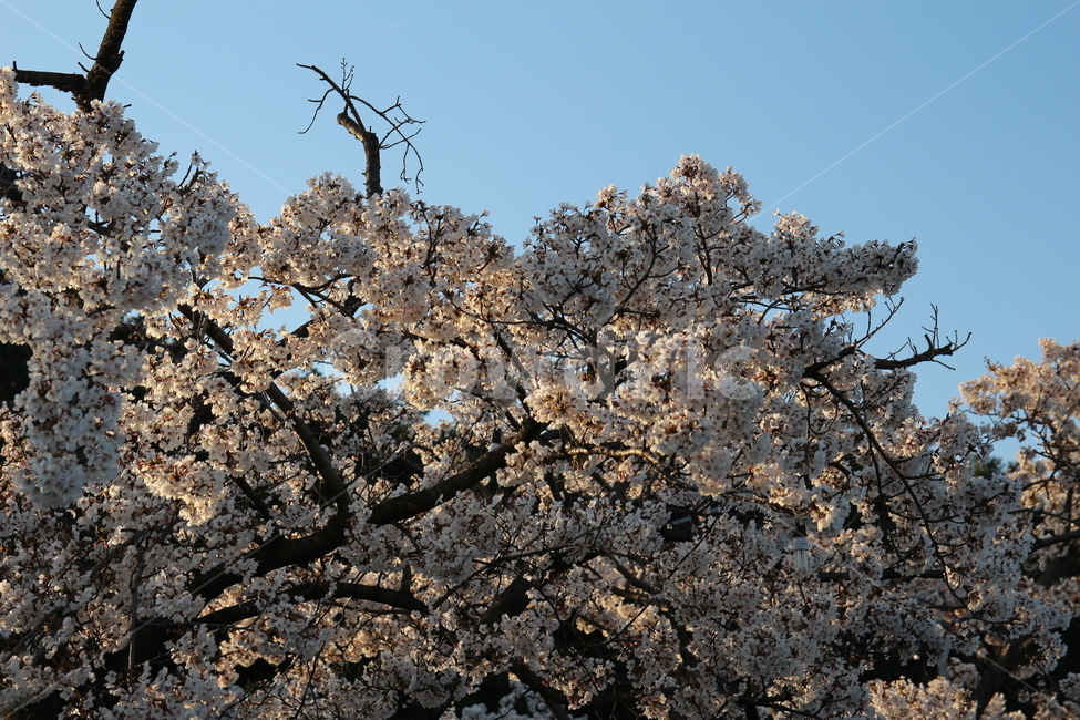 벚꽃,봄,꽃,나무,하늘,감성,힐링,치유,봄,계절,spring,season,식물,자연,plants,nature,꽃,flower,plant