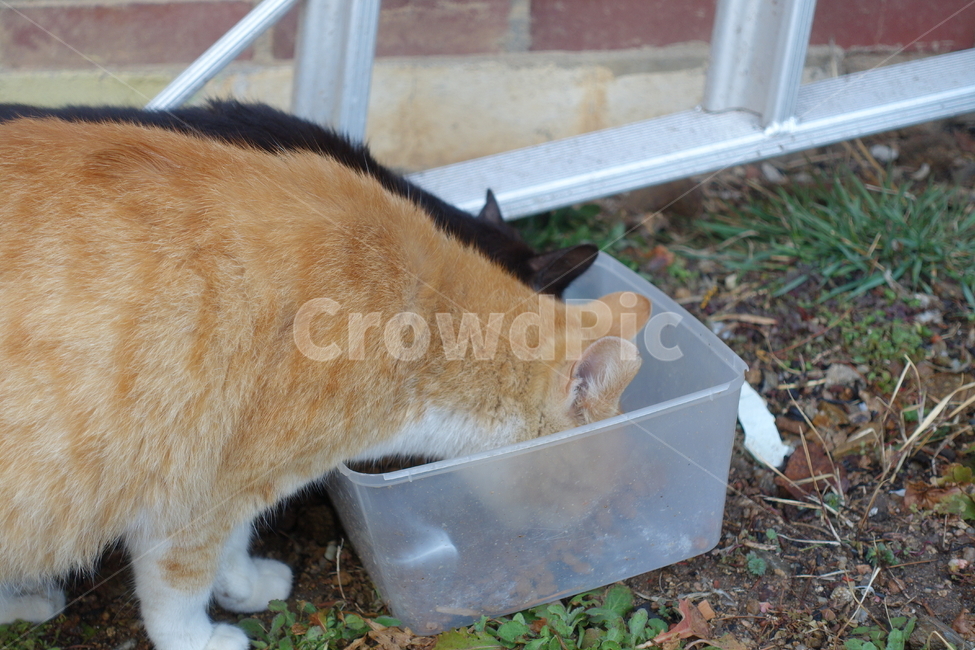 고양이,길고양이,먹이,cat,동물,동물,animal,포유류,mammal,고양이,cat,kitten,kitty