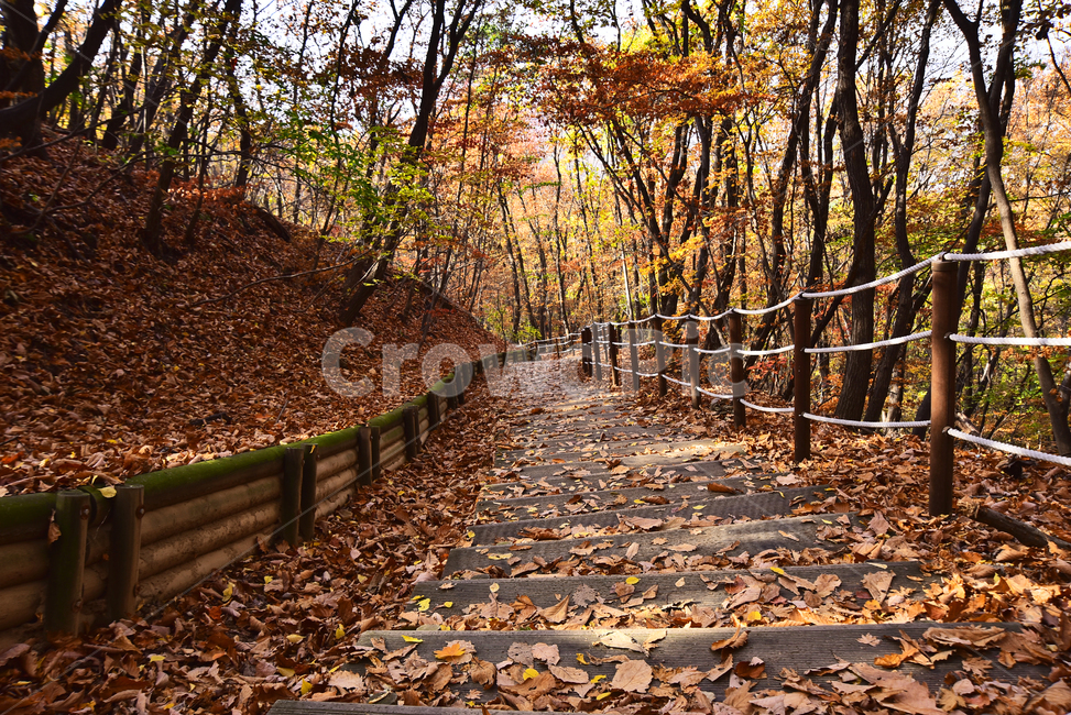 낙엽,햇살,가을,가을배경,단풍잎,red,분위기,emotional,sensible,가을풍경,자연,fall,autumn,season,nature,outdoors,옥외,힐링,healing,인적없는,호젓한,한적한,배경,바탕,백그라운드,background,시즌,계절,가을분위기,칼라풀,계단,목재,산책로,leaf,잎,plant,식물,tree,늦가을,ground,바닥,가을,계절,fall,autumn,season,자연,풍경,nature,landscape,나무