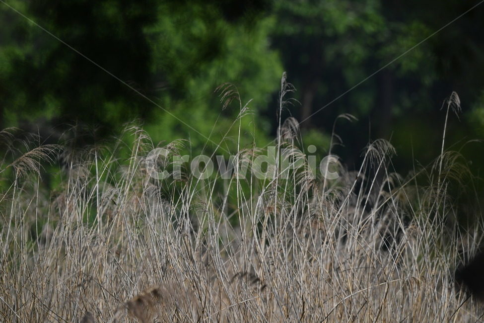 감성사진,식물,이슬,이슬꽃,자연풍경,봄,아침이슬,5월,꽃,갈대,식물,자연,plants,nature