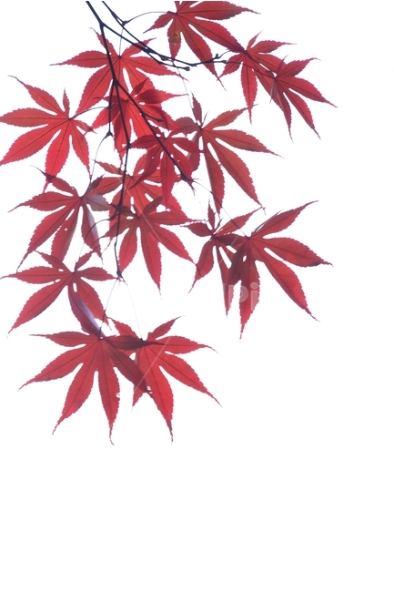 단풍,단풍잎,가을단풍,붉은단풍,단풍나무,가을,계절,fall,autumn,season,식물,자연,plants,nature,plant,leaf,잎,maple,tree,나무