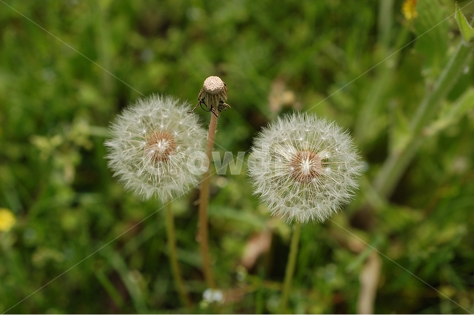 자연,봄,꽃,봄꽃,민들레,홀씨,Nature,spring,봄,계절,spring,season,식물,자연,plants,nature,꽃,flower,plant,blossom