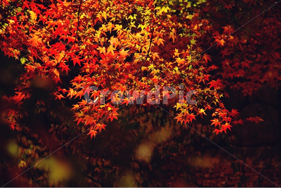 내장산,단풍,가을,붉은,빨간,red,maple,autumn,fall,나들이,단풍구경,산,mountain,낙엽,가을,계절,fall,autumn,season,식물,자연,plants,nature,plant,leaf,잎,tree,나무