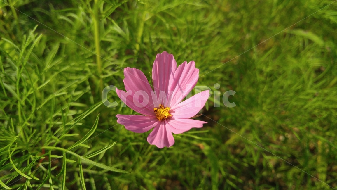 코스모스,cosmos,꽃,분홍꽃,분홍색,꽃잎,식물,녹색,plant,pollen,식물,자연,plants,nature,꽃,flower