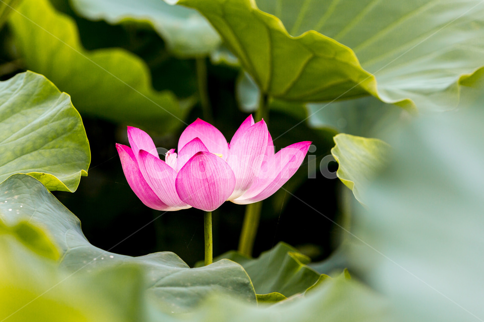 연꽃,자연,연잎,청초,습지,식물,자연,plants,nature,꽃,flower