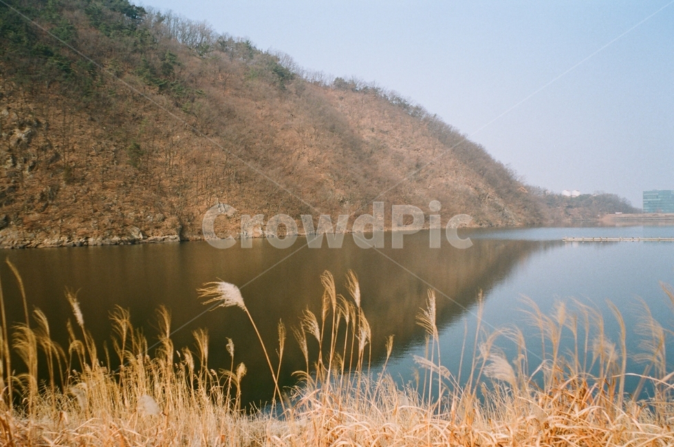 공원,가을,갈대,산책,외로움,고요함,아침,자연,풍경,nature,landscape,grass,잔디,plant,식물,lawn,reed