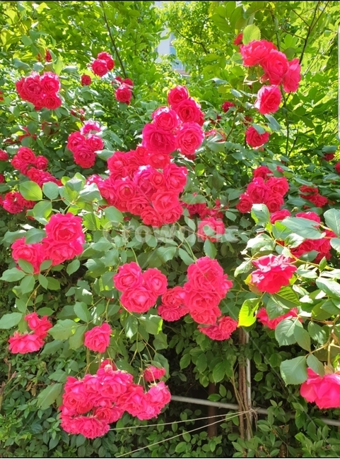 꽃,flower,장미,식물,자연,식물,자연,plants,nature,꽃,flower