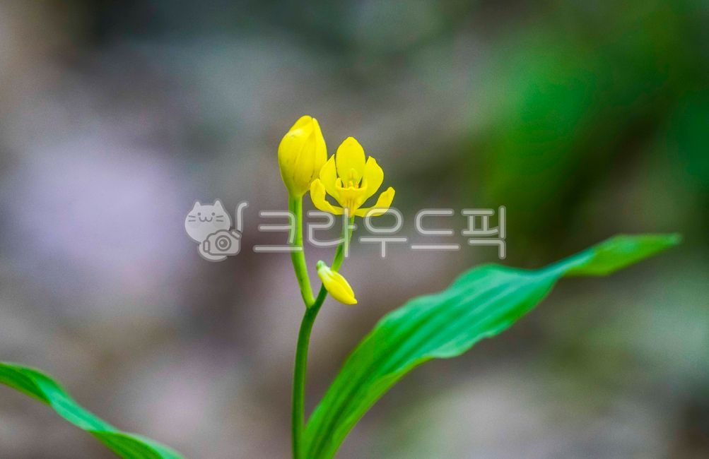 Amaryllid family,blossom,golden orchid flower,yellow flower,yellow,golden orchid,flower,mountain,wildflowers,petal,plant,amaryllidaceae,flower stalk,protected species,wild grass,stem