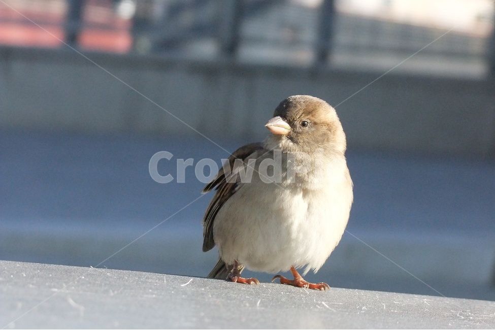 풍경,자연,새,참새,동물,동물,animal,조류,새,birds