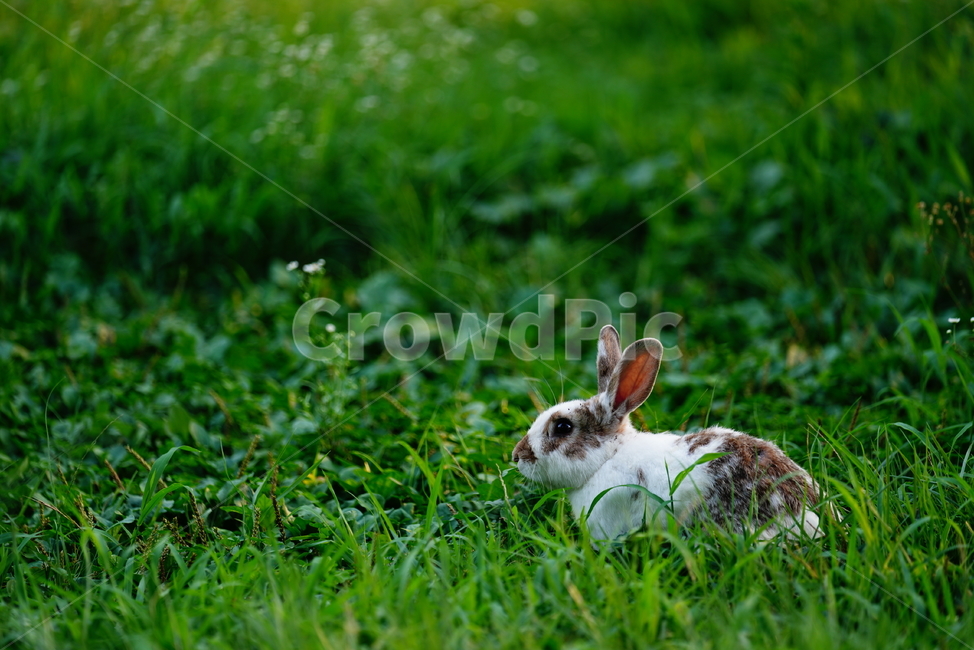 토끼,동물,생명,생물,자연,rabbit,animal,포유류,포유류,mammal