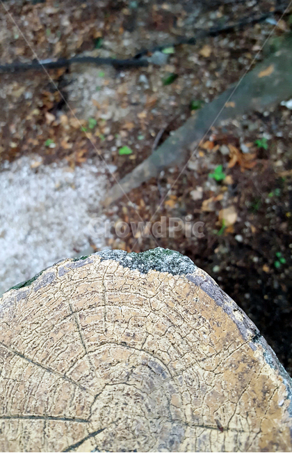 wood,나무,나이테,세월,감성