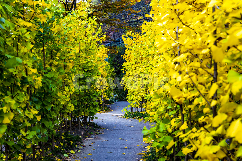 가을,은행나무,단풍,식물,잎,감성,가을,계절,fall,autumn,season,plant,leaf
