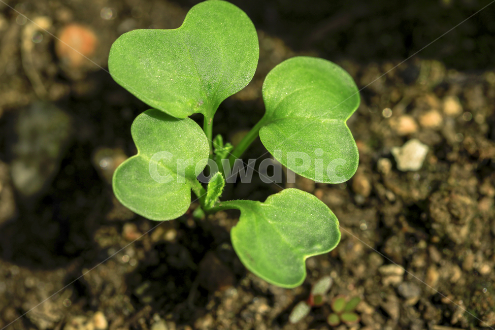 새싹,무우,무우싹,초록이,생명,식물,자연,plants,nature