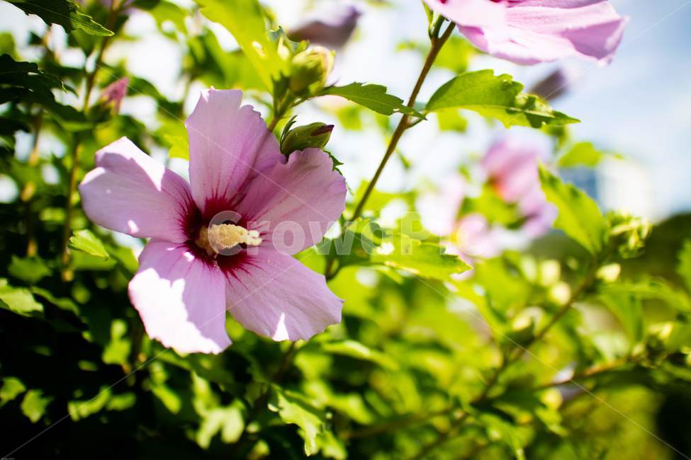 꽃,무궁화,우리나라꽃,식물,flower,무궁화꽃,국화,나무,삼일절,애국심,야생화,대한민국의상징,속씨식물,아욱과,나라꽃,씨앗,열매,꽃잎,붉은색,무궁화정신,쌍떡잎식물,근화,흰색,연분홍색,분홍색,단체수술,공원,조경,무궁화과,식물,자연,plants,nature,꽃,flower