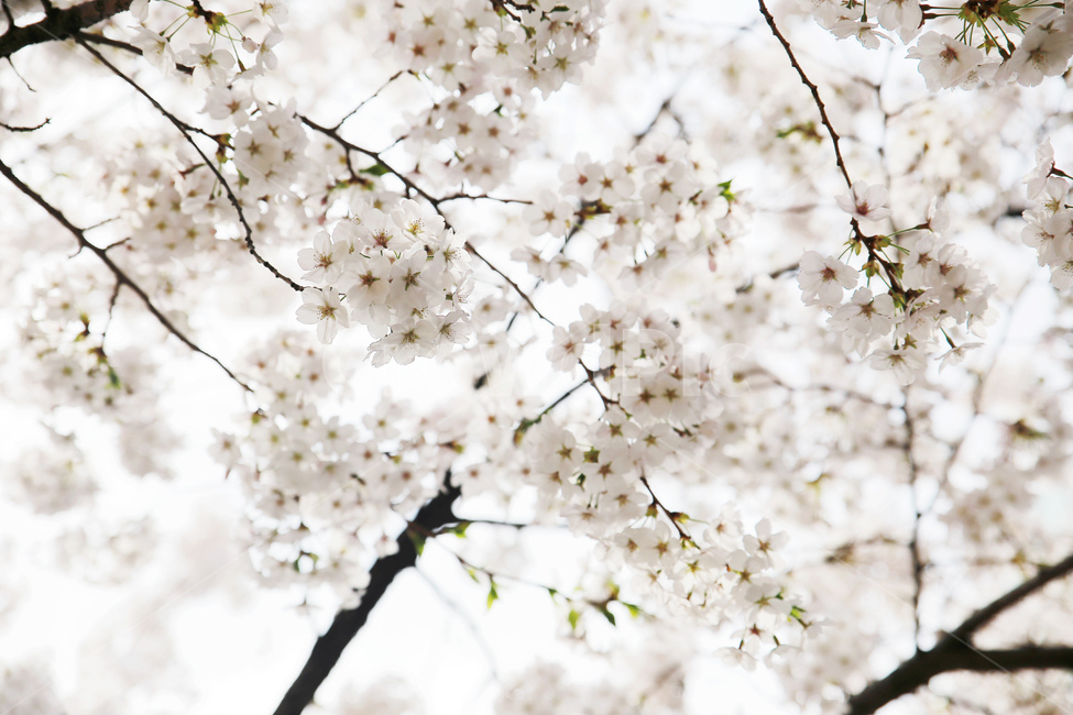 벚꽃,봄,하늘,나무,구름,맑은,plant,식물,flower,꽃,blossom