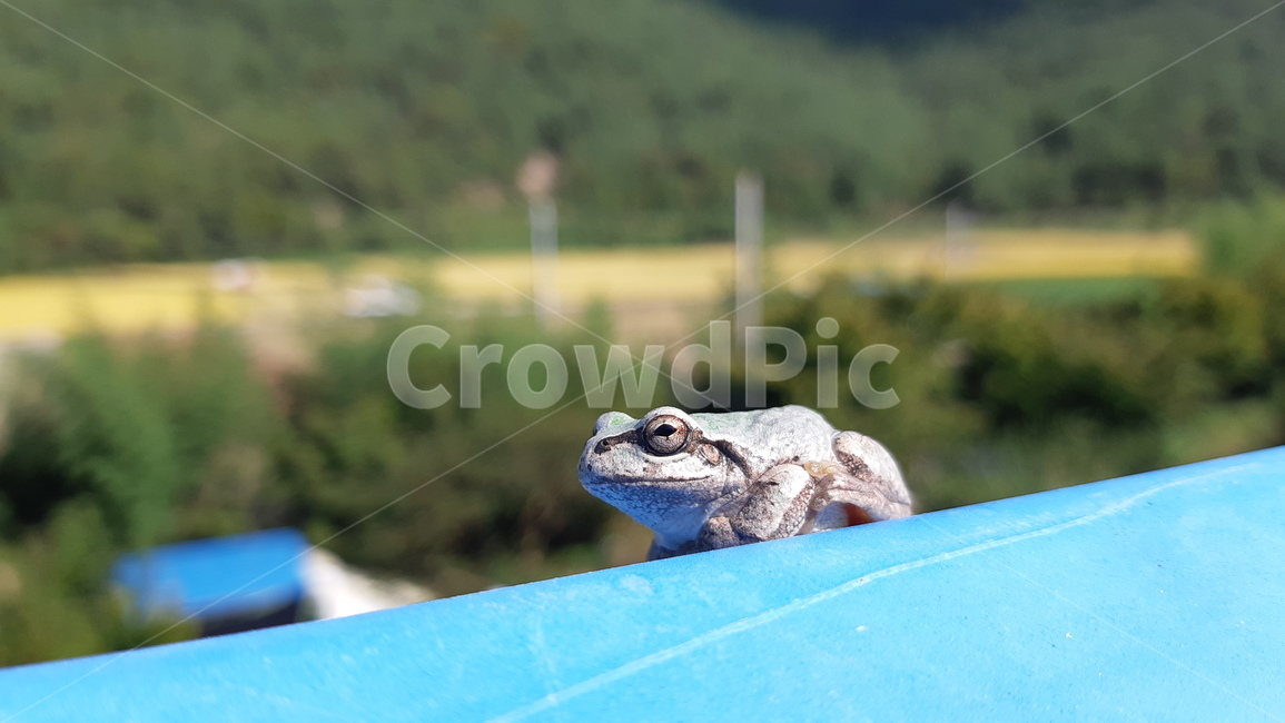 개구리,청개구리,한여름,농촌,졸림,동물,파충류,양서류,reptile,amphibian
