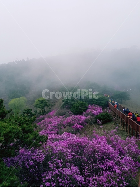 진달래,봄,풍경,꽃,핑크,분홍,봄,계절,spring,season,자연,풍경,nature,landscape,식물,plants,꽃,flower,사람들,대중,군중,other people,crowd,weather,날씨,outdoors,옥외