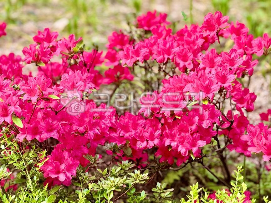 flower,꽃,영산홍,petal,꽃잎,봄,spring,잎,leaf,식물,plant,자연,nature