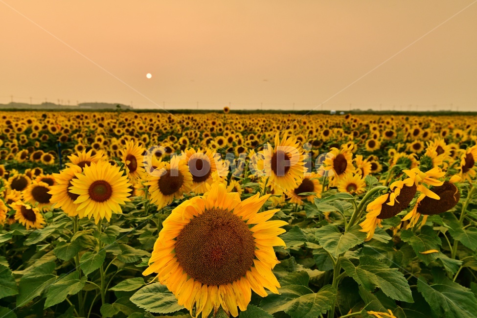 전남,해남,마산면,해바라기,해바라기밭,해바라기꽃,꽃,꽃밭,일몰,황혼,flower,blossom,outdoors,옥외,nature,자연,field,들,scenery,풍경,landscape,경치,경관,plant,식물,자연,풍경,nature,landscape