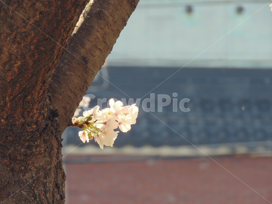 벚꽃,꽃,봄,flower,풍경,자연,plant,식물,나무,아름다움,예쁜
