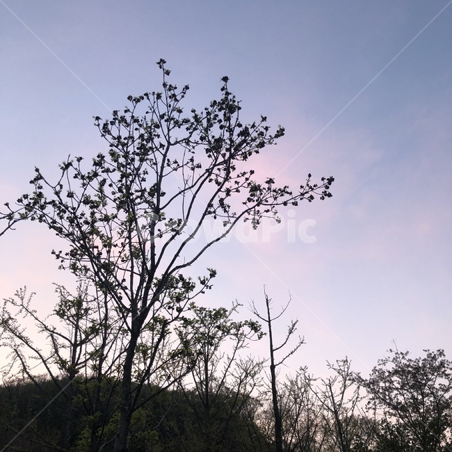 나무,긴나무,하늘,노을,동네,산책