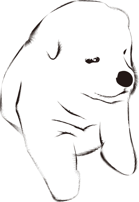 백구,진돗개,새끼강아지,토종개,한국개,하얀강아지,귀여운,잠자는,멍멍이,강아지,개,강아지,dog,doggy,그래픽,일러스트레이션,graphic,illustration