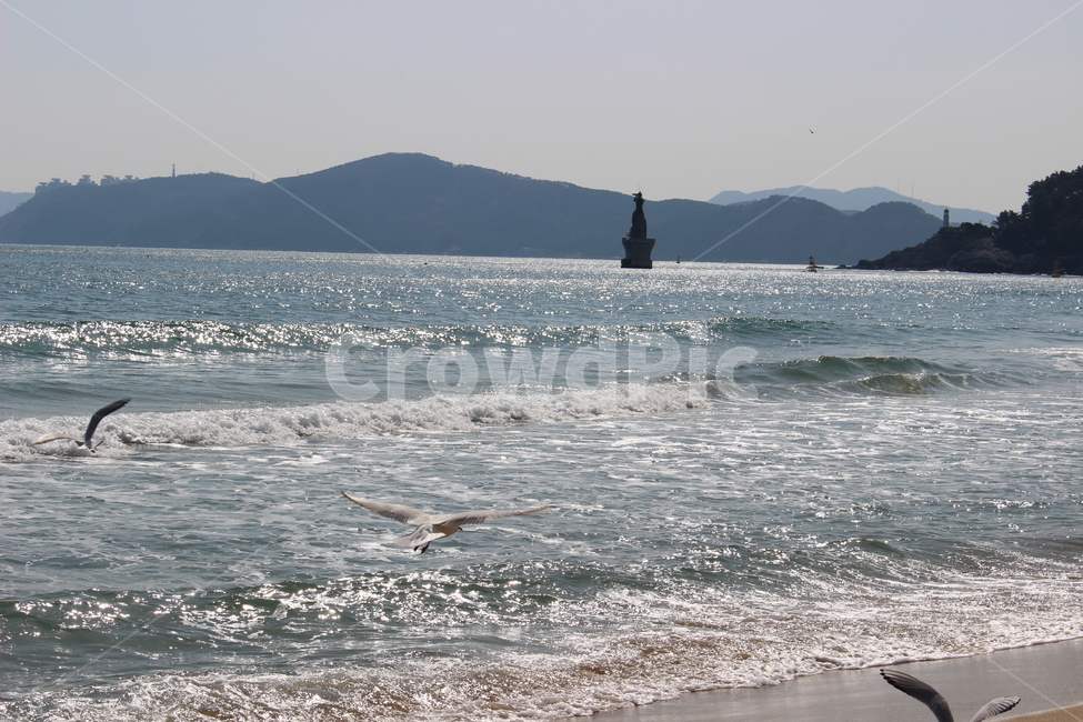 바다,파도,갈매기,beach,부산광안리