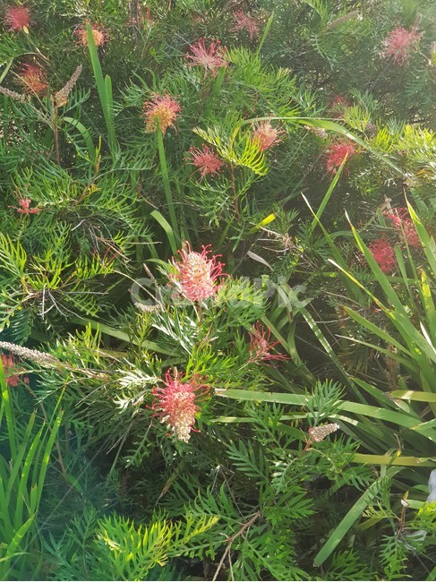 특이한꽃,수풀,빨간꽃,uniqueflower,green,garden,plant,leaves,leaf,flower,red,redflower