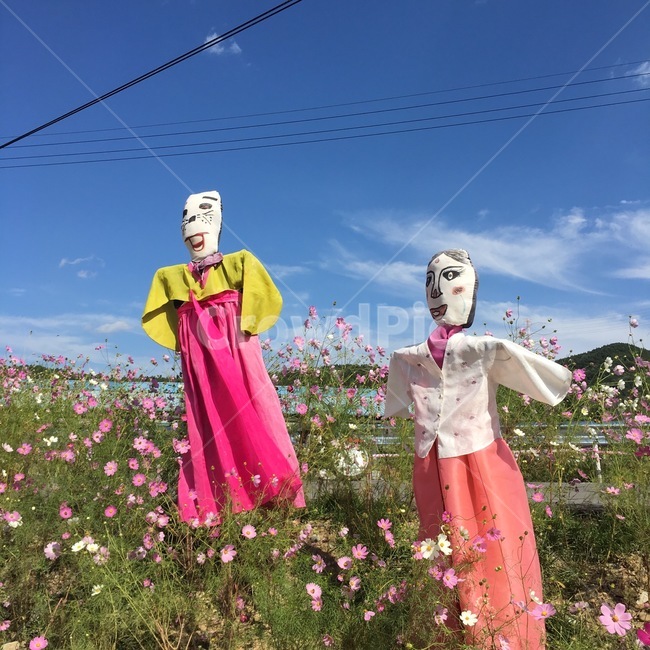 코스모스,한복,허수아비,맑음,꽃
