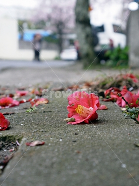 제주,제주위미,동백마을,동백꽃,동백기름,꽃,flower