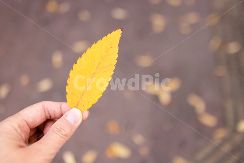 가을,autumn,fall,야외,outdoor,공원,park,자연,nature,맑은날,clear,잎,leaf,plant,식물,손,hand,노란색,노랑,yellow,나뭇잎,단풍,단풍잎,가을,계절,fall,autumn,season