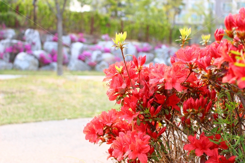 대전,도안동,꽃,봄,자연,산책,공원,식물,자연,plants,nature,꽃,flower
