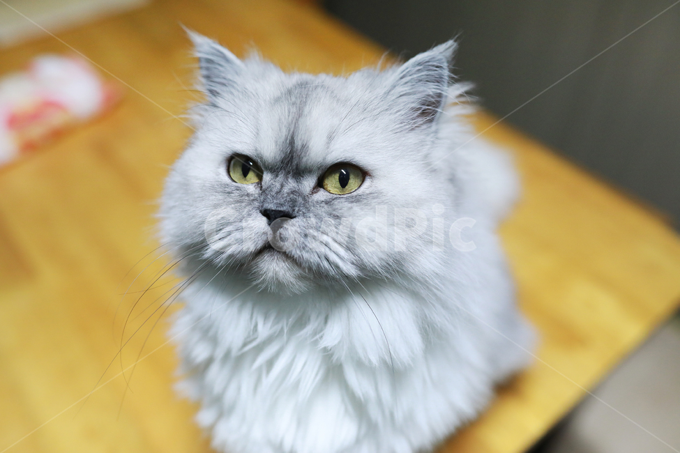 고양이,회색고양이,페르시안친칠라,집고양이,친칠라,반려묘,반려동물,동물,cat,동물,animal,포유류,mammal,고양이,cat,kitten,kitty