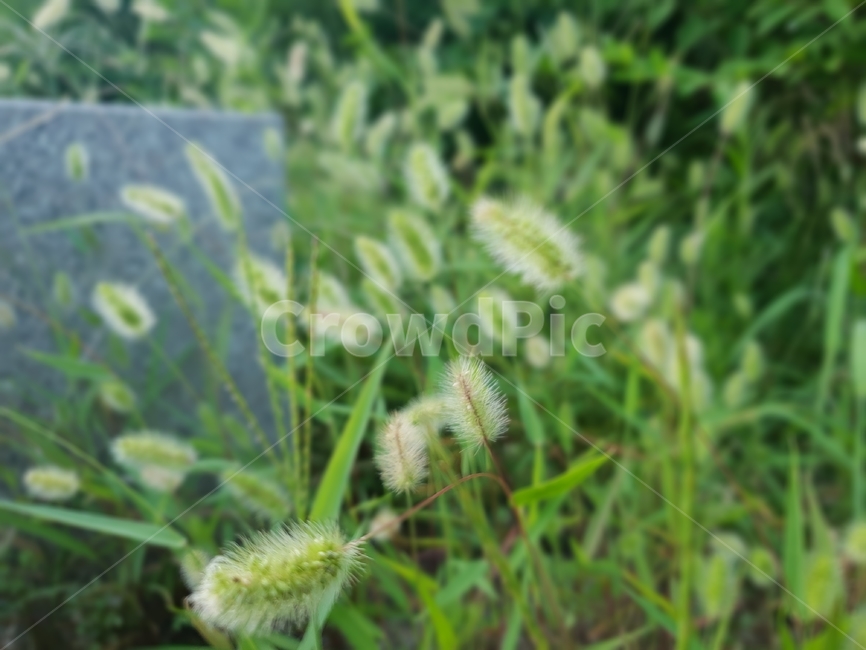 강아지풀,식물,여름,자연,씨앗,plants,nature,green,식물,자연,plants,nature