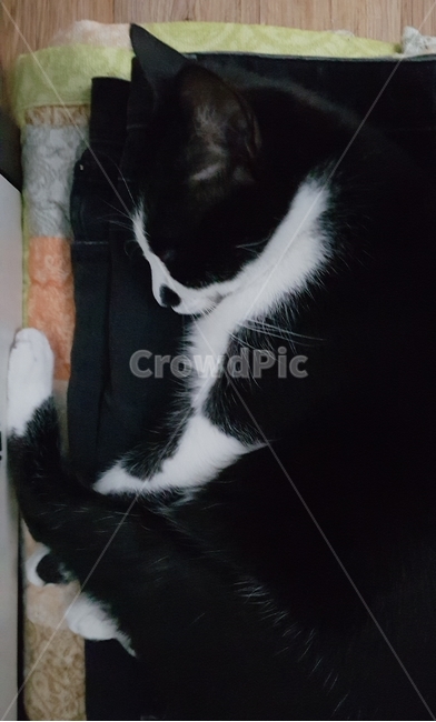 포유류,pet,cat,잠자는,귀여운,사랑스러운