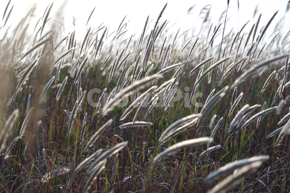 가을,갈대,갈대밭,autumn,reed,바람