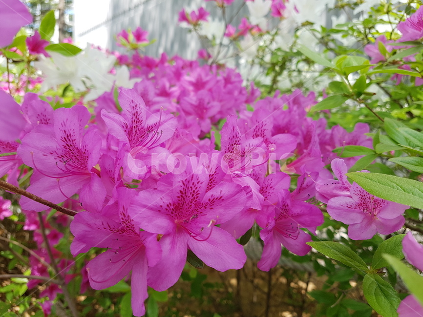 꽃,식물,plant,flower,철쭉,식물,자연,plants,nature,꽃,flower