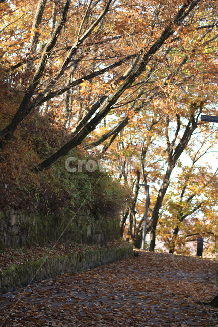 낙엽,tree,나무,plant,식물,treetrunk,나무줄기,길,산책로,야외,가을,계절,fall,autumn,season,식물,자연,plants,nature,나무,trees,wood