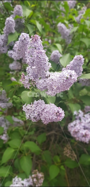 라일락,꽃,봄,flower,lilac,식물,blossom,plant,spring,꽃밭,식물,자연,plants,nature,꽃,flower