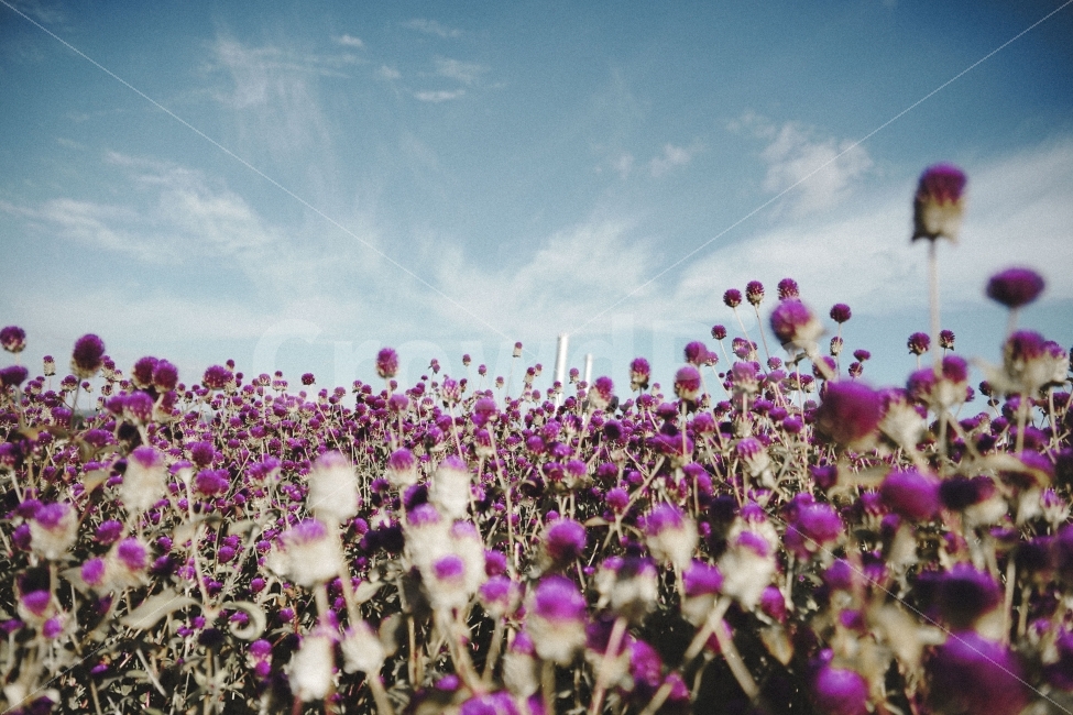 천일홍,가을,하늘,꽃,감성,sky,자연,풍경,nature,landscape,식물,plants,꽃,flower,감성,sensible,feeling
