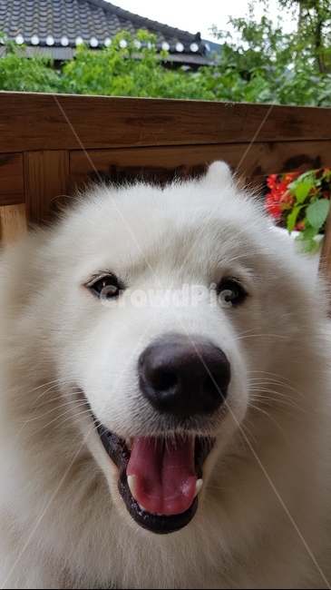 사모예드,스마일,심쿵,시골개,웃는얼굴,동물,animal,포유류,mammal,개,강아지,dog,doggy