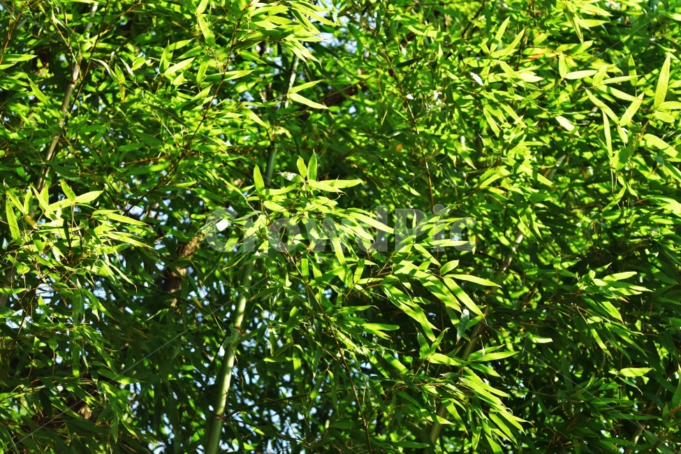 나무,풀,자연,풍경,숲,대나무,환경,시골,여행,오후,식물,자연,plants,nature