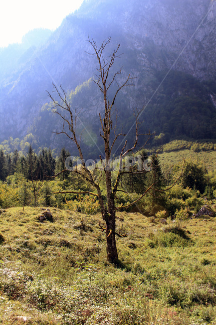 독일,베르히테스가덴,konigssee,퀴니제호수,국립공원,왕의호수,트레킹,자연경관,자연,풍경,나무,자연,풍경,nature,landscape,해외,외국,세계,foreign,oversea,world,세계자연풍경,해외자연풍경,외국자연풍경,world nature landscape,tree,plant,식물,abies,아비,fir,전나무