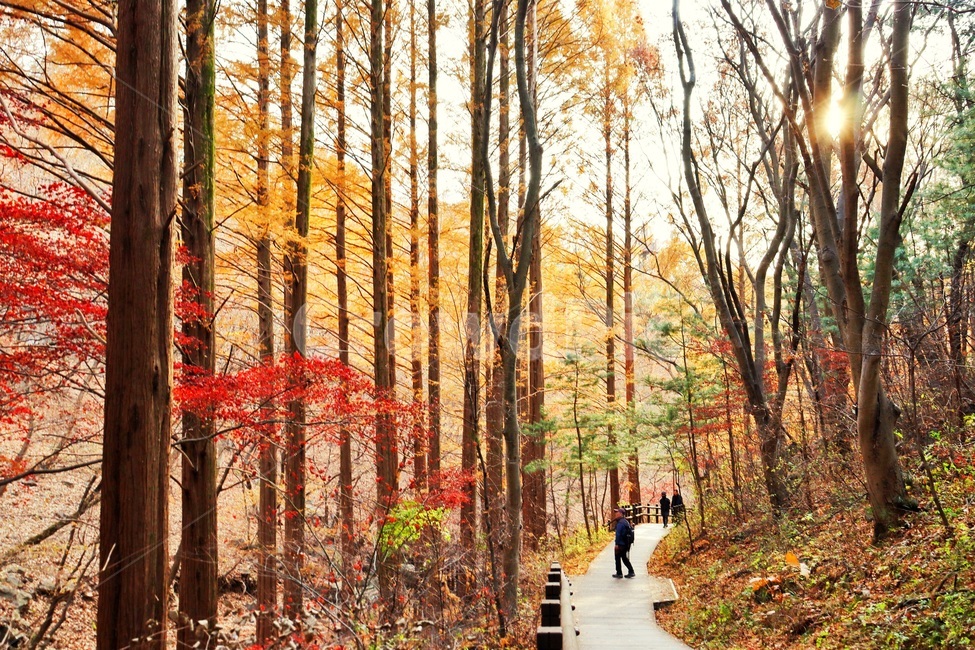 human,인간,person,사람,path,식물,plant,나무,tree,통로,자연,가을느낌,행복한느낌,가을,autumn,메타세콰이어,가을,계절,fall,autumn,season,자연,풍경,nature,landscape