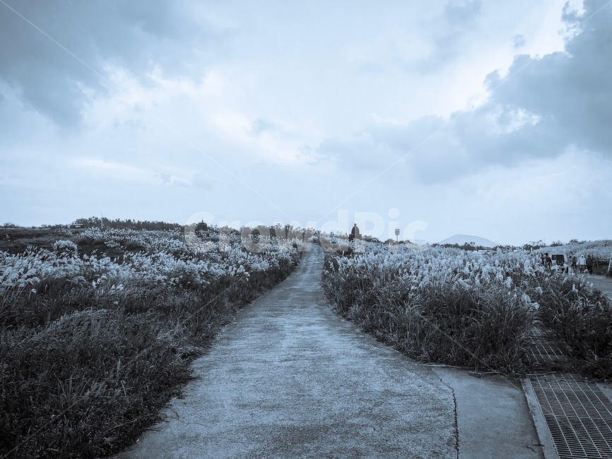 제주,하늘,길,도로,산책,새별오름,자연,풍경,nature,landscape