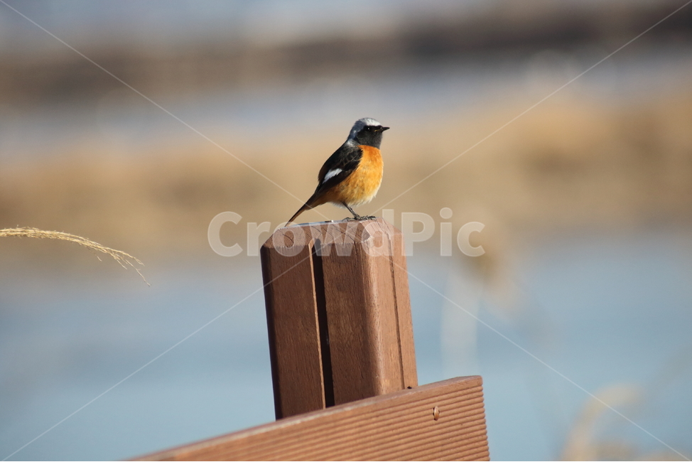 딱새수컷,딱새,새,daurianredstart,동물,작은새,동물,animal,조류,새,birds