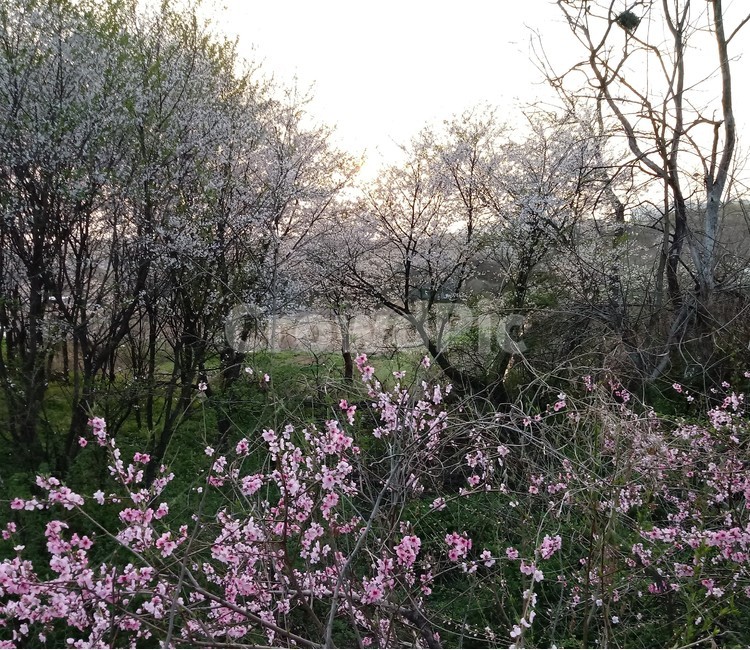 복숭아꽃,peach,장미과,과수,석양,해넘이,일몰,풍경,자연