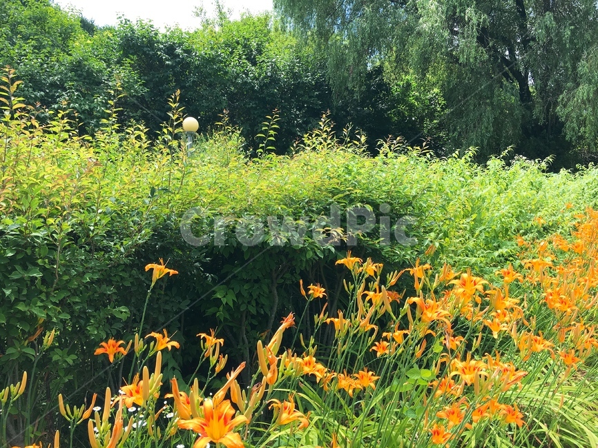 꽃,봄,flower,노랑,주황,꽃밭,푸른,숲속,힐링,휴식,자연,풍경,식물,자연,plants,nature,꽃,flower
