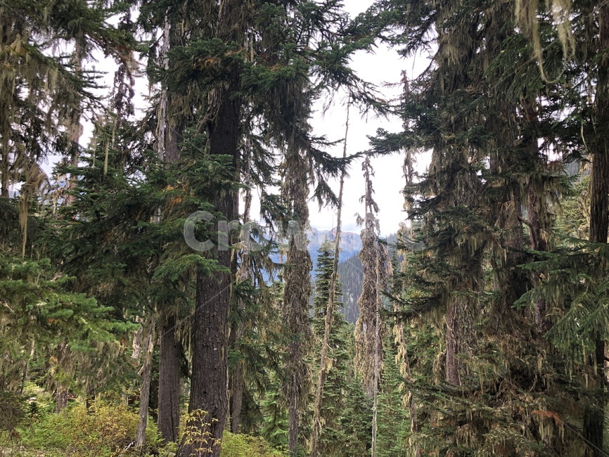 숲,자연,식물,전나무,tree,나무,plant,abies,아비,fir,자연,풍경,nature,landscape