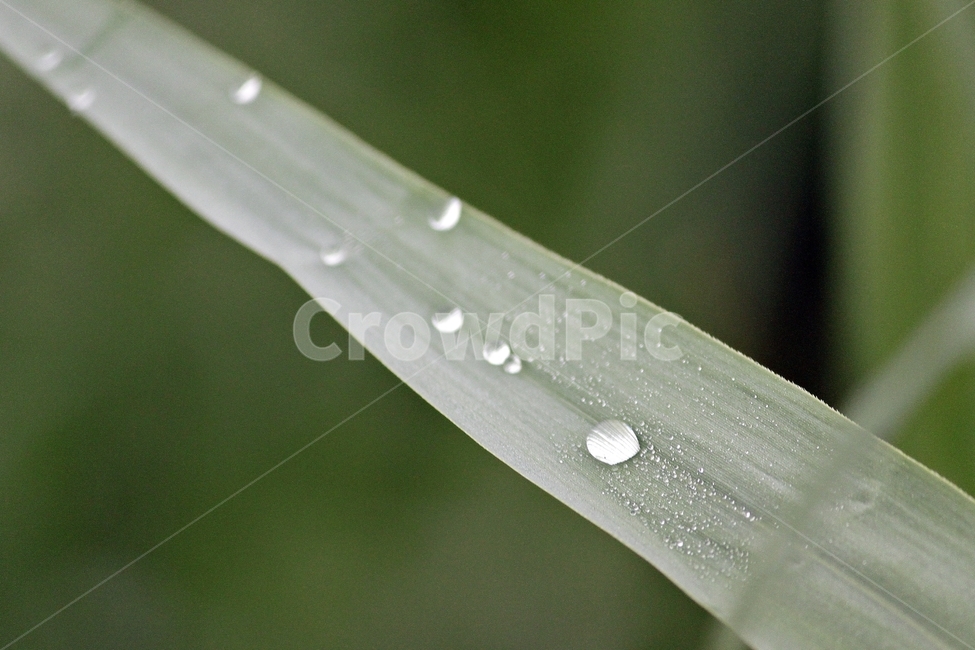 이슬,풀잎,자연,식물,맑음,접사,클로즈업,물방울,녹색,식물,자연,plants,nature